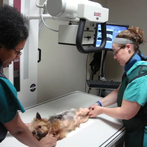  Belair Veterinary Hospital Digital Radiology